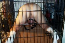 Caged