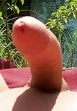 kuhlcock