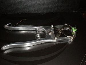 Banding 7 11 2012 002