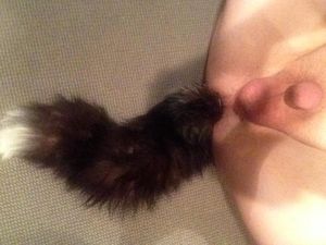 pluged and tailed