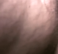 tumblr_mzmy3iT1hi1rrt383o1_250.gif