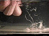 animation01.gif