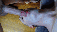 bdsmlr-597949-iR8wh3HN93.gif