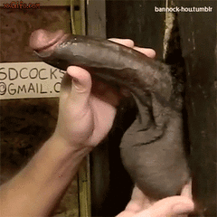Big Black Balls