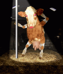 IMG_0164.GIF