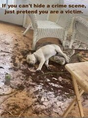 Dog victim.jpg
