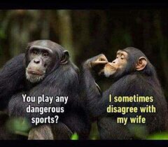 Chimp Wife.jpg