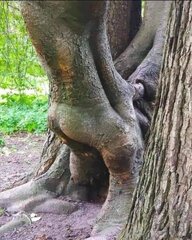 Even the trees are AT it.jpg