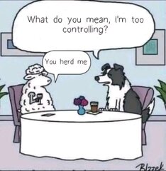You Herd Me.jpg
