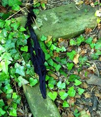 SCREENCAPS: Cruising in Tower Hamlets Cemetery, (30 Minutes, 2015, 2018)