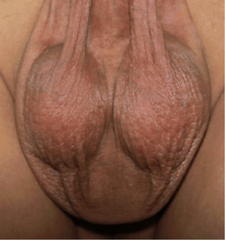 the act of spunking.png